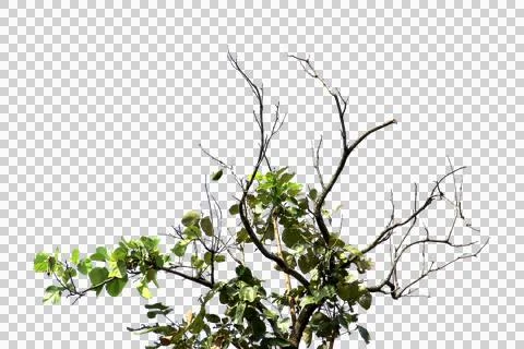 Green leaf or tree branch isolated on white background.Selection focus. Stock Photos