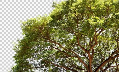 Green leaf or tree branch isolated on white background.Selection focus. Stock Photos
