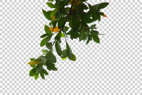 Green leaf or tree branch isolated on white background. Stock Photos