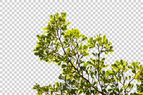 Green leaf or tree branch isolated on white background. Stock Photos