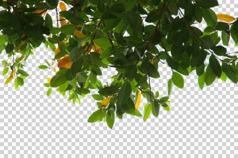 Green leaf or tree branch isolated on white background. Stock Photos