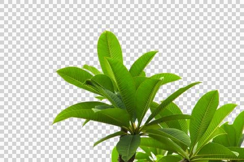 Green leaf or tree branch isolated on white background. Stock Photos