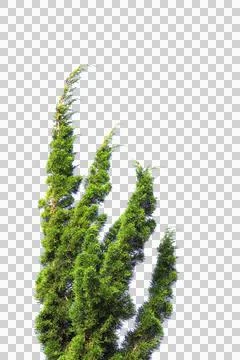 Green leaf or tree branch isolated on white background. Stock Photos
