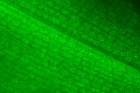 Green leaf orchid Stock Photos