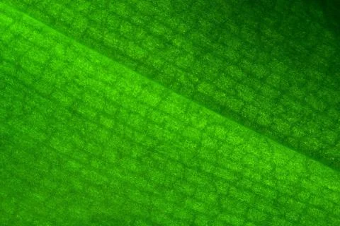 Green leaf orchid Stock Photos