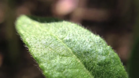Green Leaf Original Stock Footage 24687013