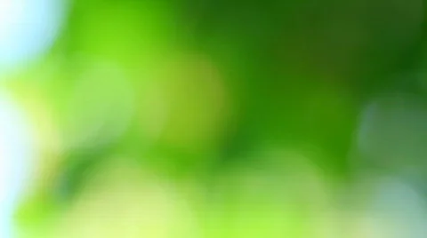 Green leaf in out of focus Stock Footage 831498