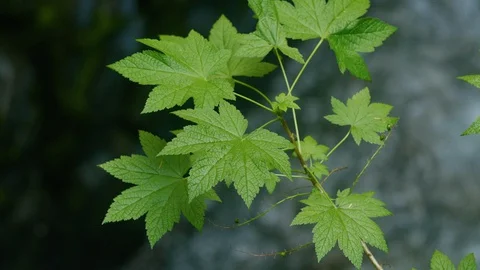 Green Leaf over Waterfall - Pacific Northwest 4k Stock Footage 128271498
