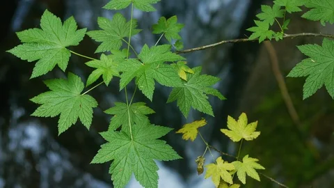 Green Leaf over Waterfall - Pacific Northwest 4k Stock Footage 128271578