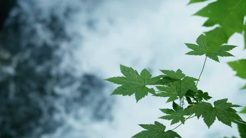 Green Leaf over Waterfall - Pacific Northwest 4k Stock Footage 128271606