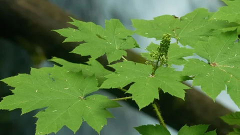 Green Leaf over Waterfall - Pacific Northwest 4k Stock Footage 128271636