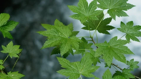 Green Leaf over Waterfall - Pacific Northwest 4k Stock Footage 128271715
