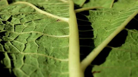 Green leaf oversized with small elements Foto stock