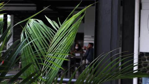 Green leaf of palem tree 写真素材