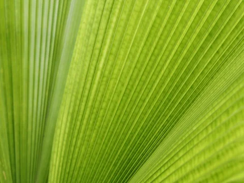 Green leaf palm Stock Footage 82331342