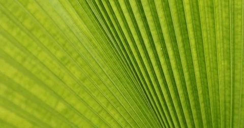 Green leaf palm in nature Stock Footage 80469520