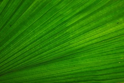 Green leaf palm pattern Stock Photos