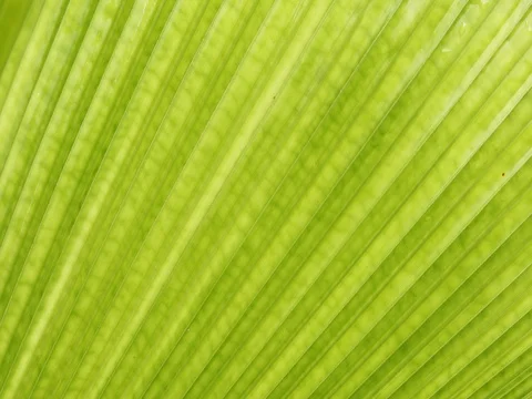 Green leaf palm texture, abstract pattern of foliage plant in nature Video stock 80924366