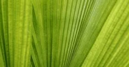 Green Leaf Palm Texture, Abstract Pattern Of Foliage Plant In Nature Stock Footage