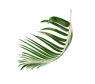Green leaf of palm tree background Stock Photos