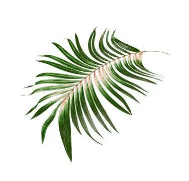 Green leaf of palm tree background Stock Photos