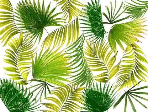 Green leaf of palm tree background Stock Photos