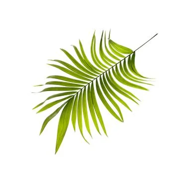 Green leaf of palm tree background Fotos Stock