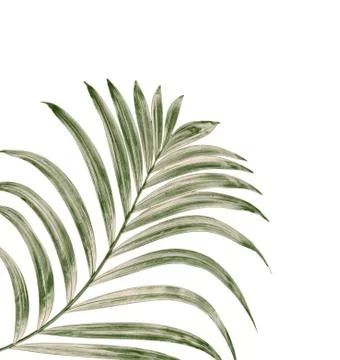 Green leaf of palm tree background Foto stock