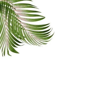 Green leaf of palm tree background Stock Photos
