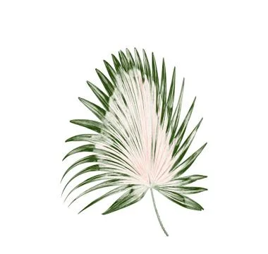 Green leaf of palm tree background Stock Photos