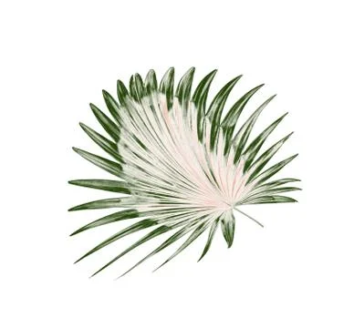 Green leaf of palm tree background Stock Photos