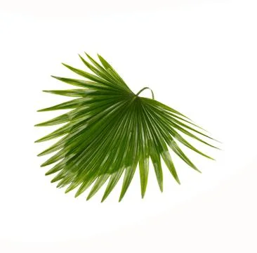 Green leaf of palm tree background Stock Photos