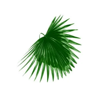 Green leaf of palm tree background Stock Photos