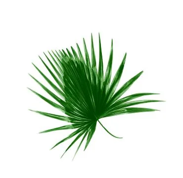 Green leaf of palm tree background Stock Photos