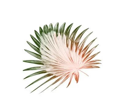 Green leaf of palm tree background Foto stock