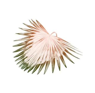 Green leaf of palm tree background Stock Photos