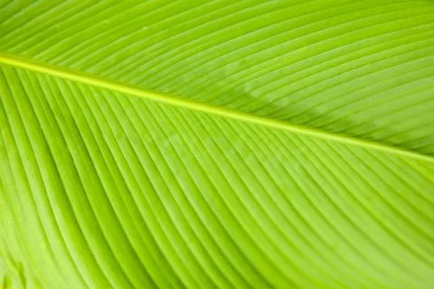 Green leaf palm tree background texture Stock Photos