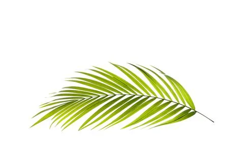 Green leaf of palm tree background Stock Photos