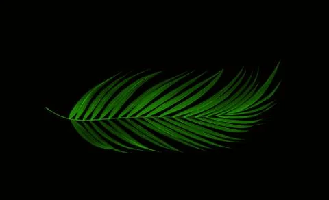 Green leaf of palm tree on black background Stock Photos