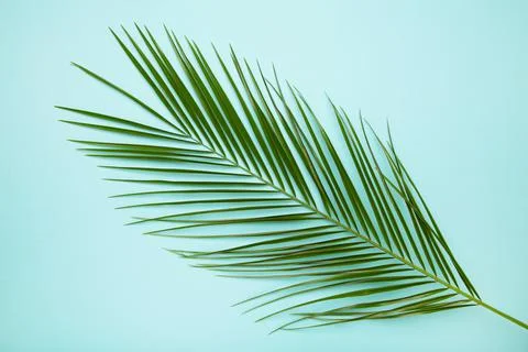 Green leaf of palm tree on blue background Stock Photos