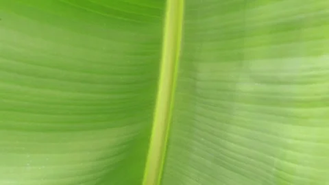Green leaf of a palm tree close-up. Banana palm, green leaf. Stock Footage