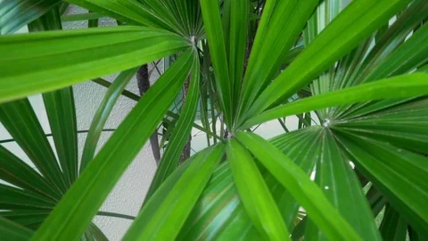 Green leaf of palm tree close up. Stock-Footage 118591111