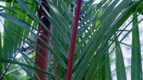 Green leaf of palm tree close up. Stock Footage 118594362