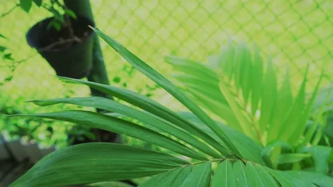 Green leaf of a palm tree, close-up Stock Footage 183938464