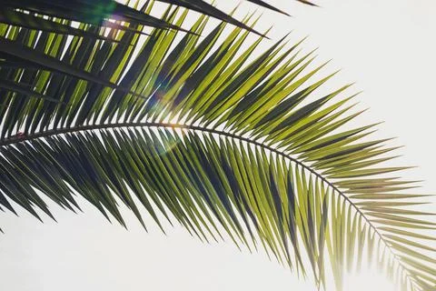 Green leaf palm tree close-up in natural sunligh Stock Photos