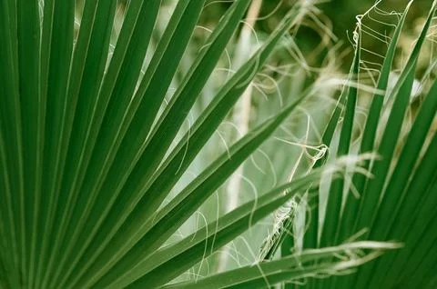 The green leaf of a palm tree. close-up Stock Photos