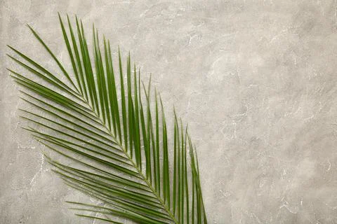 Green leaf of palm tree on grey concrete background, top view Stock Photos