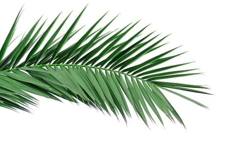Green leaf of a palm tree. Isolate on white background. Stock Photos