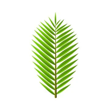 Green leaf from palm tree isolated on white background. Tropical, exotic plan Stock Illustration