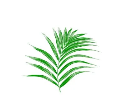 Green leaf of palm tree isolated on white background Stock Photos